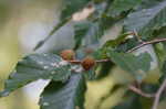 American beech